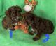 YorkiePoo Puppies for sale in Downey, CA, USA. price: $950