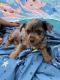 YorkiePoo Puppies for sale in Tulsa, OK, USA. price: $900