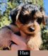 YorkiePoo Puppies for sale in Jackson, CA 95642, USA. price: NA