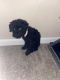 YorkiePoo Puppies for sale in Rock Hill, SC, USA. price: $650