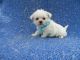 YorkiePoo Puppies for sale in Hacienda Heights, CA, USA. price: $899