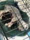 YorkiePoo Puppies for sale in Durham, NC, USA. price: $2,500