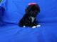 YorkiePoo Puppies for sale in Hacienda Heights, CA, USA. price: $899
