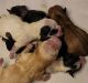 YorkiePoo Puppies for sale in Rillton, PA 15678, USA. price: NA