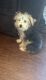 YorkiePoo Puppies for sale in Rocky Mount, NC, USA. price: $1,000