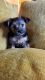 YorkiePoo Puppies for sale in Kalamazoo, MI, USA. price: $2,500
