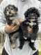 YorkiePoo Puppies for sale in Rialto, CA, USA. price: $800
