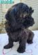 YorkiePoo Puppies for sale in Holton, MI 49425, USA. price: $400