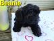 YorkiePoo Puppies for sale in Holton, MI 49425, USA. price: NA