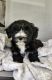YorkiePoo Puppies for sale in Lexington, KY, USA. price: NA