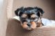 YorkiePoo Puppies for sale in Maryland City, MD, USA. price: NA