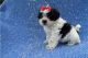 YorkiePoo Puppies for sale in California City, CA, USA. price: NA