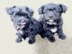 YorkiePoo Puppies for sale in Murfreesboro, TN, USA. price: $800