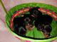 YorkiePoo Puppies for sale in Fort Worth, TX 76118, USA. price: $1,500