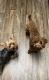 YorkiePoo Puppies for sale in Jonesboro, GA, USA. price: $1,200