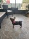YorkiePoo Puppies for sale in Tampa, FL, USA. price: $550