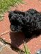 YorkiePoo Puppies for sale in Columbia, MS 39429, USA. price: $800