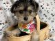 YorkiePoo Puppies for sale in Jonestown, TX, USA. price: NA