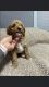 YorkiePoo Puppies for sale in Tampa, FL, USA. price: $600