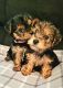 YorkiePoo Puppies for sale in Dublin, GA 31021, USA. price: $800