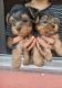 YorkiePoo Puppies for sale in Bakersfield, CA, USA. price: NA