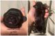 YorkiePoo Puppies for sale in Eldred, PA 16731, USA. price: NA