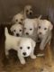 YorkiePoo Puppies for sale in Antioch, CA, USA. price: $400