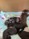 YorkiePoo Puppies for sale in Chino Hills, CA, USA. price: $800