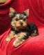 YorkiePoo Puppies for sale in Flagler Beach, FL 32136, USA. price: NA