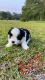 YorkiePoo Puppies for sale in Raleigh, NC, USA. price: $1,200