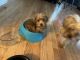 YorkiePoo Puppies for sale in Syracuse, NY, USA. price: $800