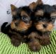 YorkiePoo Puppies