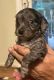 YorkiePoo Puppies for sale in Atlanta, GA, USA. price: $550,600