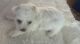 YorkiePoo Puppies for sale in Upper Marlboro, MD 20772, USA. price: $900