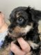 YorkiePoo Puppies for sale in Manhattan, KS, USA. price: $400