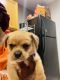 YorkiePoo Puppies for sale in Phoenix, AZ 85033, USA. price: NA