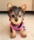 YorkiePoo Puppies for sale in Fort Worth, TX, USA. price: $350