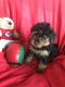 YorkiePoo Puppies for sale in St Joseph, MO, USA. price: $65,000