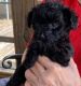 YorkiePoo Puppies for sale in Dunkirk, IN 47336, USA. price: $150,000