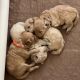 YorkiePoo Puppies for sale in Murfreesboro, TN, USA. price: $1,000