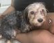 YorkiePoo Puppies for sale in Round Rock, TX, USA. price: $350