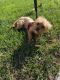 YorkiePoo Puppies for sale in Riverside, CA, USA. price: NA