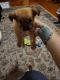 YorkiePoo Puppies for sale in 166 Aylesbury Rd, Goose Creek, SC 29445, USA. price: NA