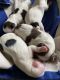 YorkiePoo Puppies for sale in Texarkana, TX, USA. price: $700