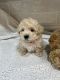 YorkiePoo Puppies for sale in Murfreesboro, TN, USA. price: $1,000