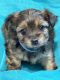 YorkiePoo Puppies for sale in Citrus Heights, CA, USA. price: $1,000