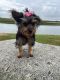 YorkiePoo Puppies for sale in Lancaster, MO 63548, USA. price: $900