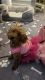 YorkiePoo Puppies for sale in Clive, IA, USA. price: $500