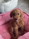YorkiePoo Puppies for sale in Clive, IA, USA. price: $450