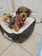YorkiePoo Puppies for sale in Miramar, FL, USA. price: $800